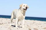LABRADOR 567